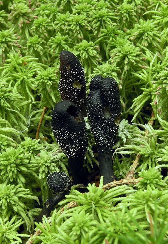 Cordyceps ophioglossoides